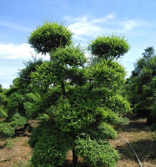 树缘花卉种植条件有哪些要求？如何满足这些条件？