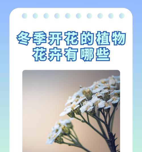 哪些花卉既易养活又耐寒耐高温？