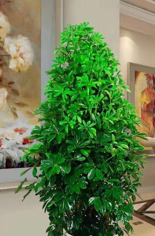 哪些植物品种被认为能招财？招财植物的养护方法是什么？