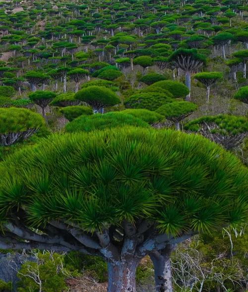 哪种植物的寿命最长？长寿植物的养护秘诀是什么？