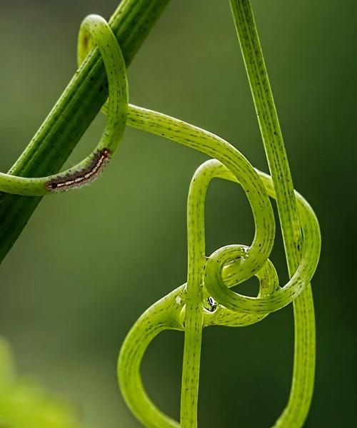 攀缘植物的种类有哪些？攀缘植物的养护方法是什么？