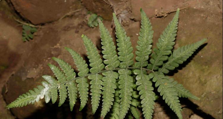 石松属于蕨类植物吗？