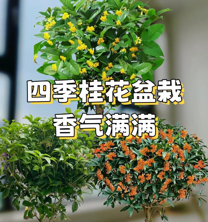 盆栽桂花大桩的养护技巧是什么？如何保持其健康生长？