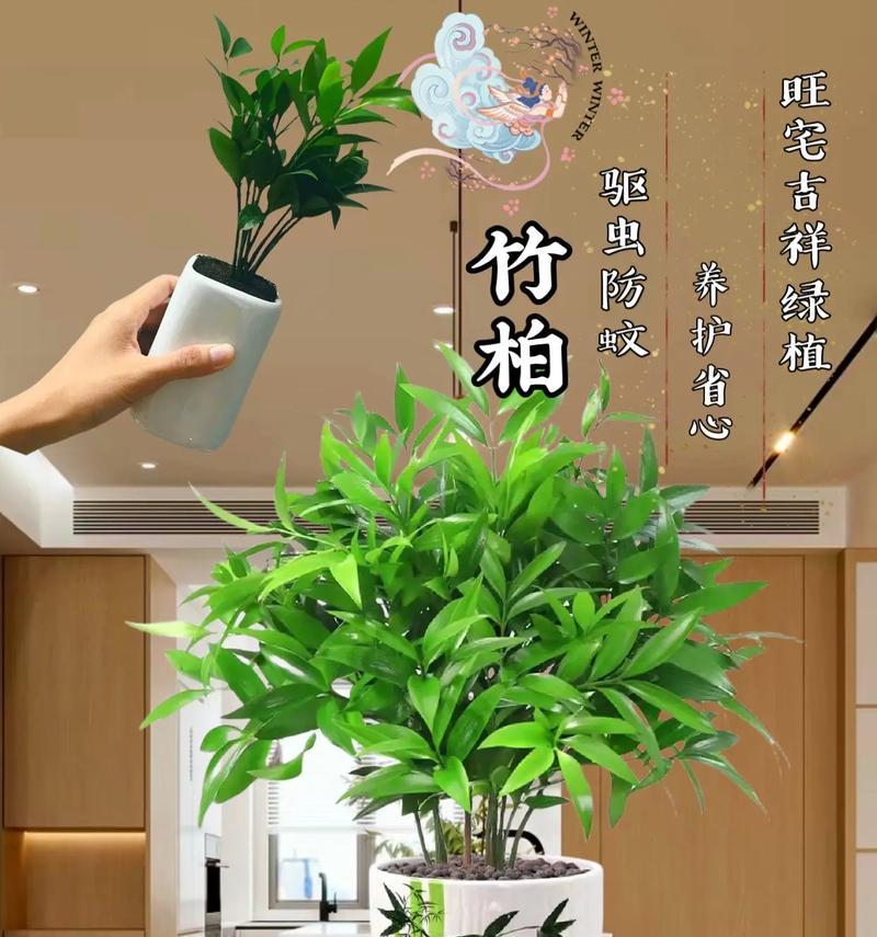 什么植物可以防蟑螂？这些植物的驱虫原理是什么？