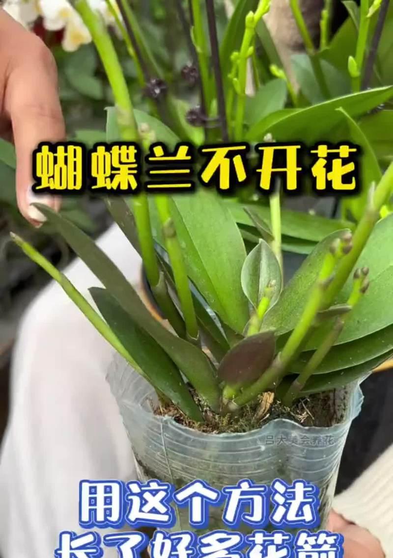 哪些植物最不容易死亡？如何正确养护这些植物？