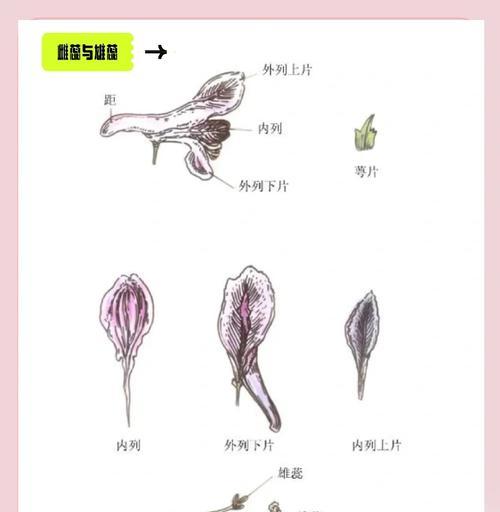 裸子植物的定义是什么？它们有哪些特征？