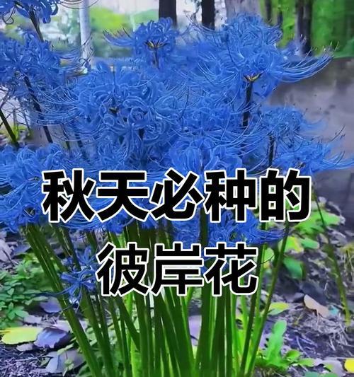 秋季适合种植哪些室内花卉？如何进行养护？