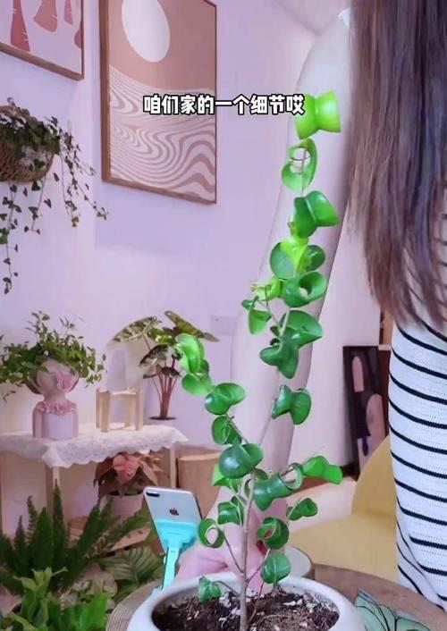 卷叶植物叫什么？卷叶植物的养护技巧有哪些？