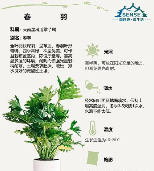 卷叶植物叫什么？卷叶植物的养护技巧有哪些？