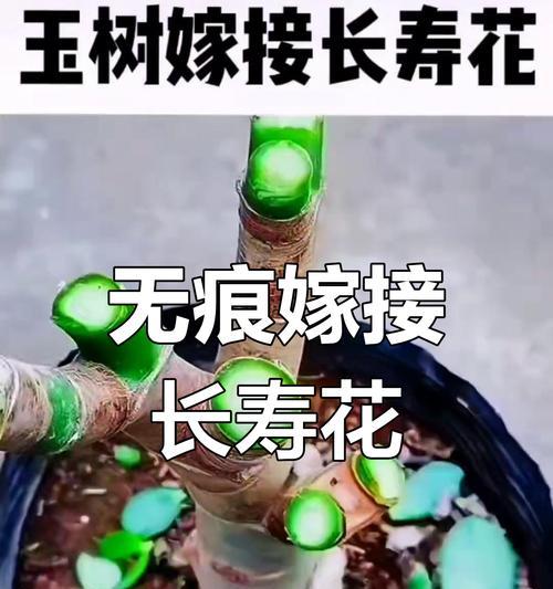 玉树可以嫁接的花卉有哪些？如何操作？