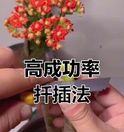 玉树可以嫁接的花卉有哪些？如何操作？