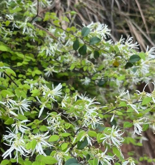 乡村采摘季节可以采摘哪些植物？这些植物的特性是什么？