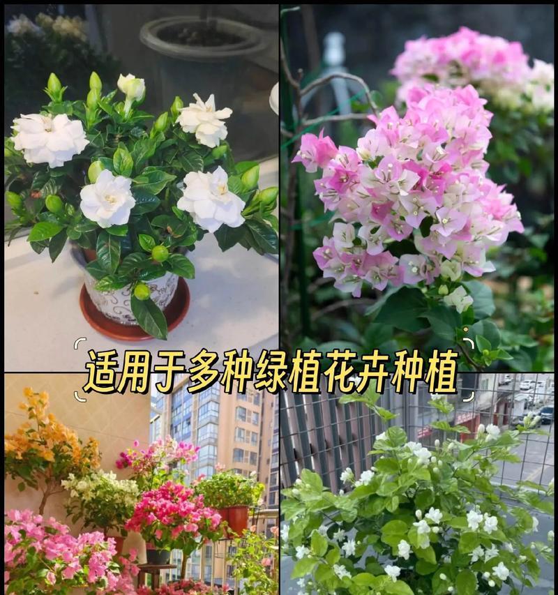 哪些绿植花卉容易遭受虫害？如何预防和处理虫害问题？