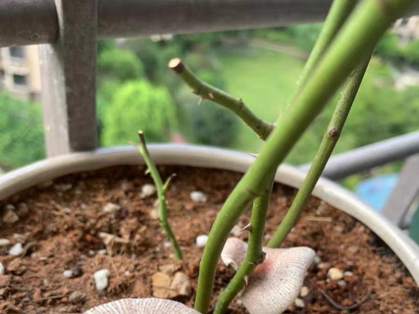 植物盆栽扣碗选择土壤有什么讲究？