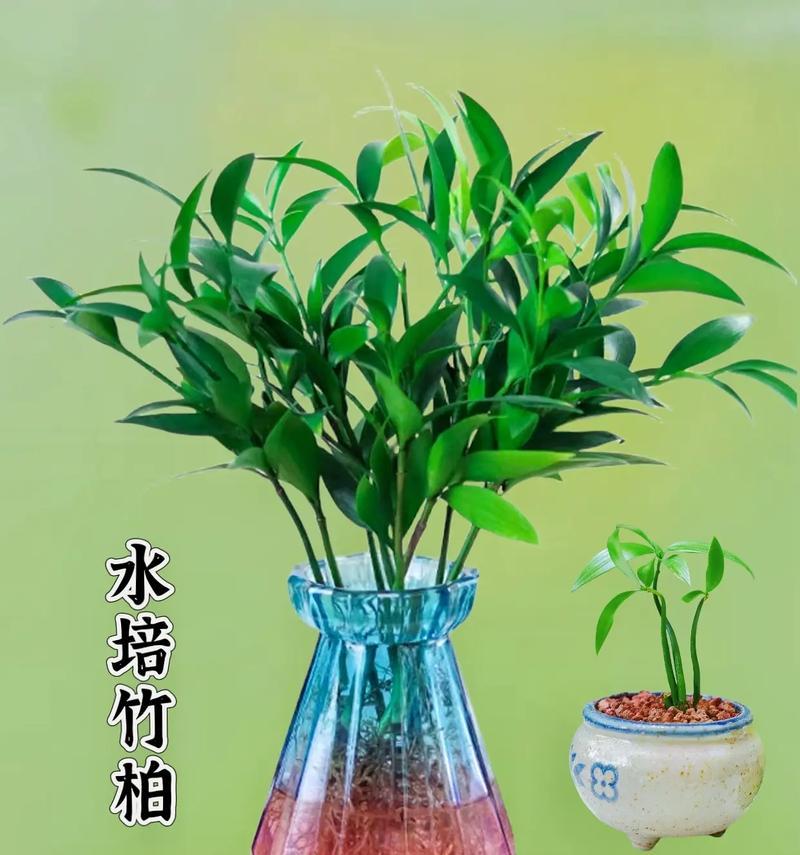 水培植物的制作步骤是什么？