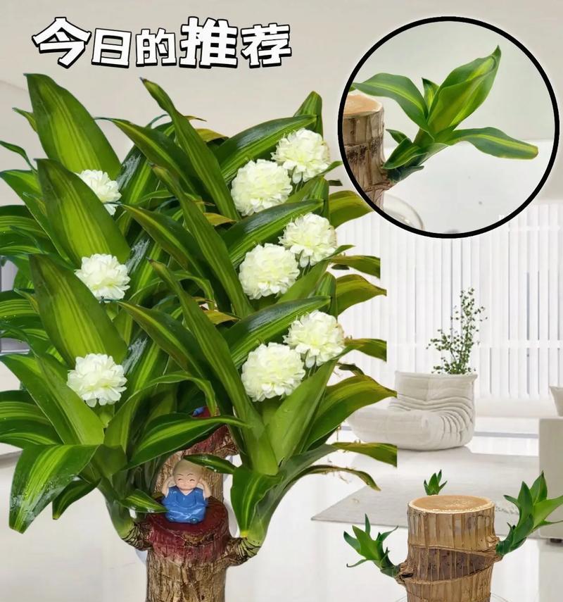 水培植物的制作步骤是什么？