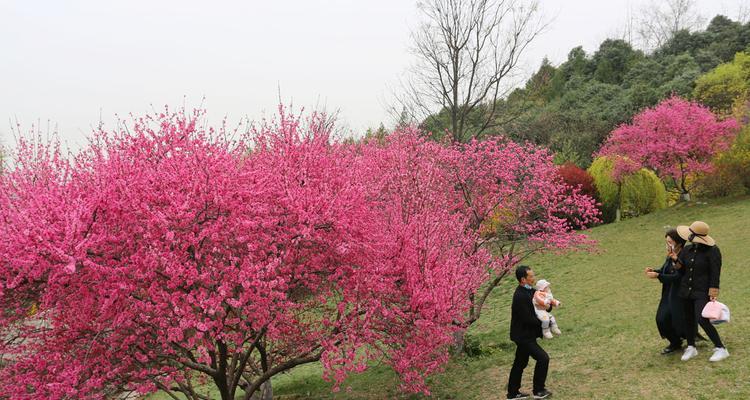 桃粉色长期开花的花卉有哪些？如何选择和养护？