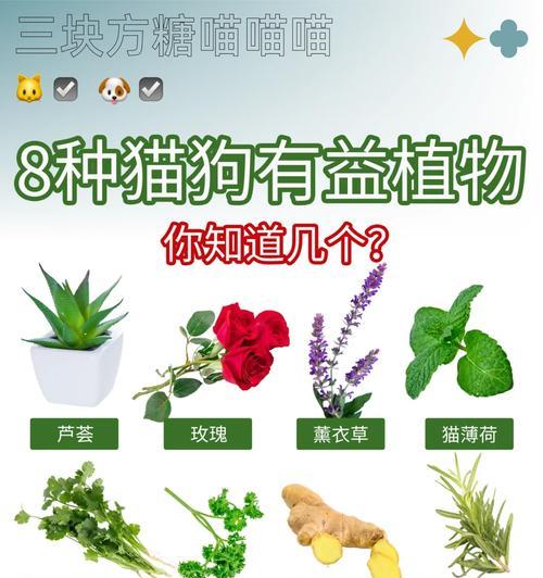 如何撰写冬天植物的特色介绍？有哪些要点？