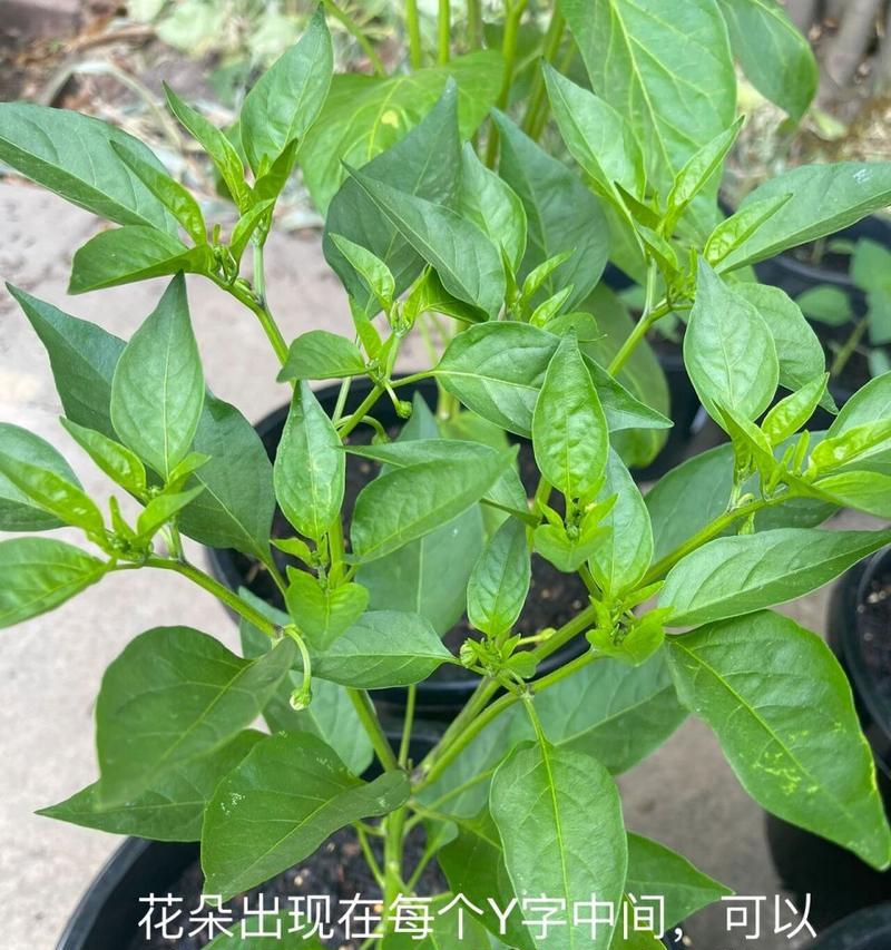 有哪些植物外形像青椒？它们的生长环境和特点是什么？