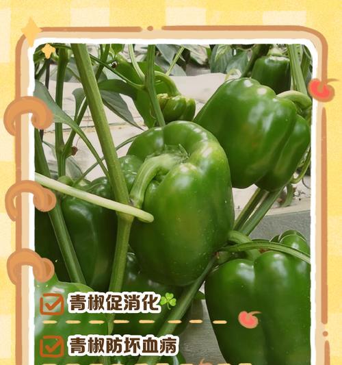 有哪些植物外形像青椒？它们的生长环境和特点是什么？