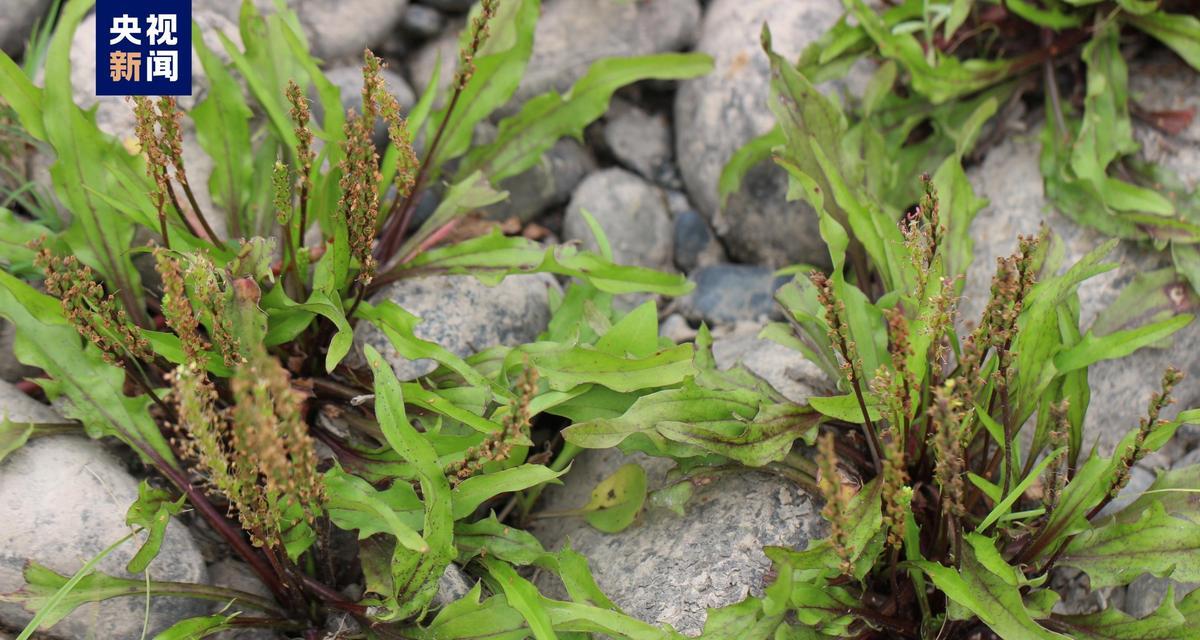 四川地区有哪些特色植物？如何在四川发现这些植物？