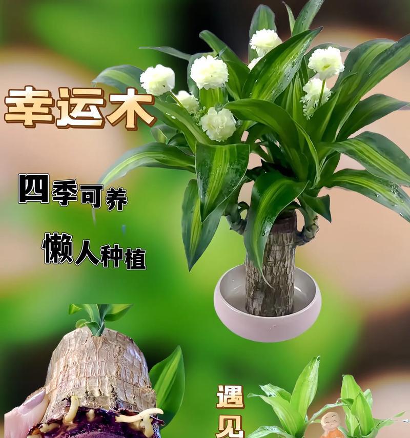 水培植物室外耐寒多久后可以安全移栽？