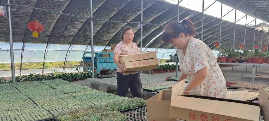 迷你多肉植物如何包装运输？包装需要注意什么？