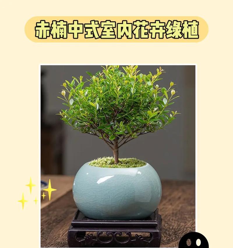 中式院子盆栽花卉选择有哪些技巧？