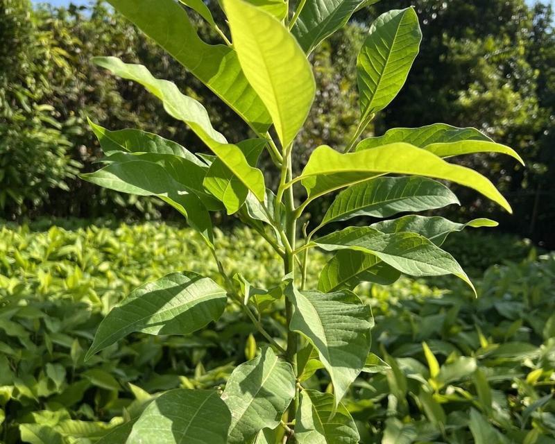 与白玉兰相似的花卉有哪些？墙上植物壁纸怎么去除干净？