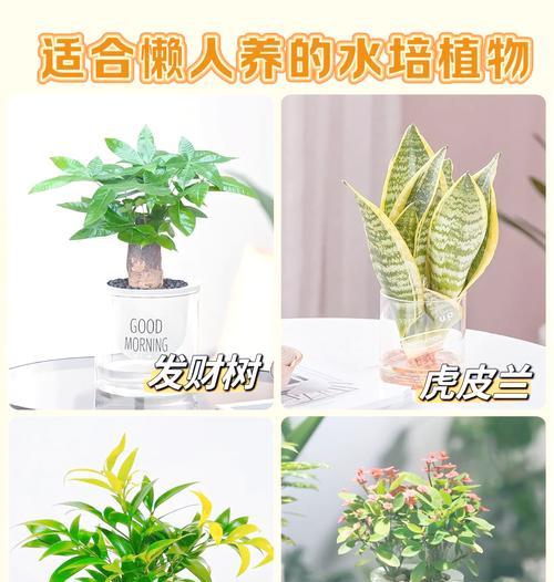 适合水培的植物有哪些？水培植物的好处是什么？