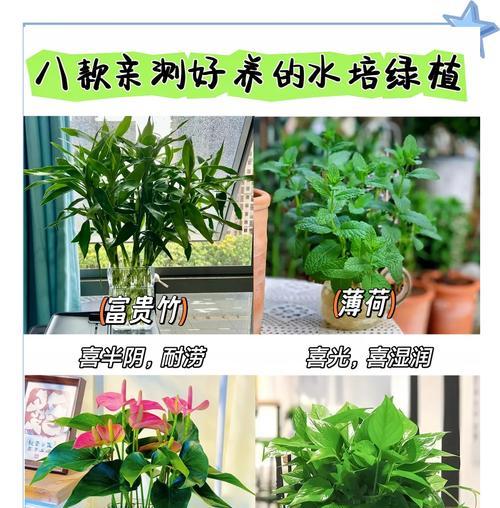 适合水培的植物有哪些？水培植物的好处是什么？