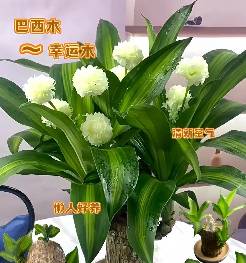 适合水培的植物有哪些？水培植物的好处是什么？