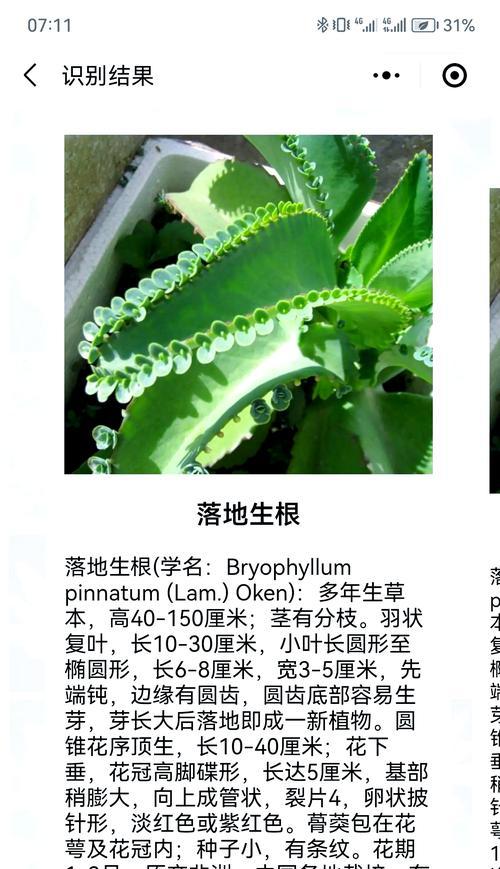 白鸟多肉植物的繁殖方法是什么？繁殖过程中应注意什么？