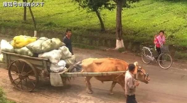 朝鲜人为什么种植水稻呢？水稻种植对朝鲜有何意义？