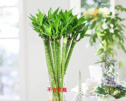 竹子可以接哪些花卉种？竹子接花卉种的养殖方法是什么？