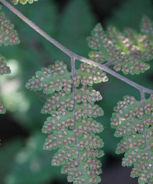 孢子植物的分类有哪些？它们的生长环境是什么？