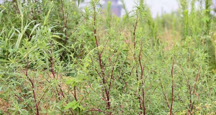 什么植物是碱性的？碱性植物对环境有何影响？