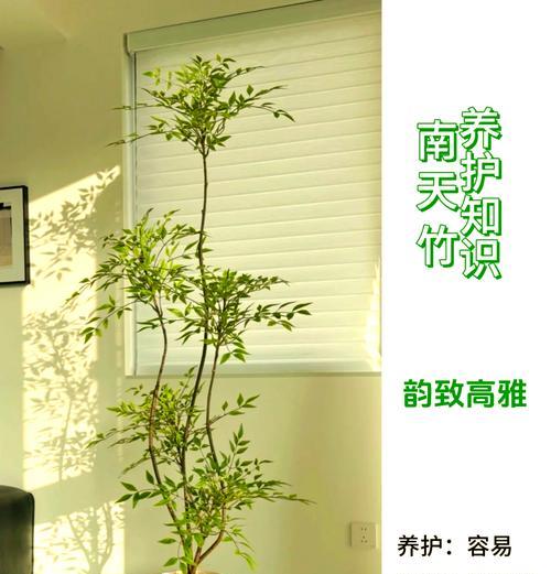 景天科植物的养护方法是什么？需要注意什么？