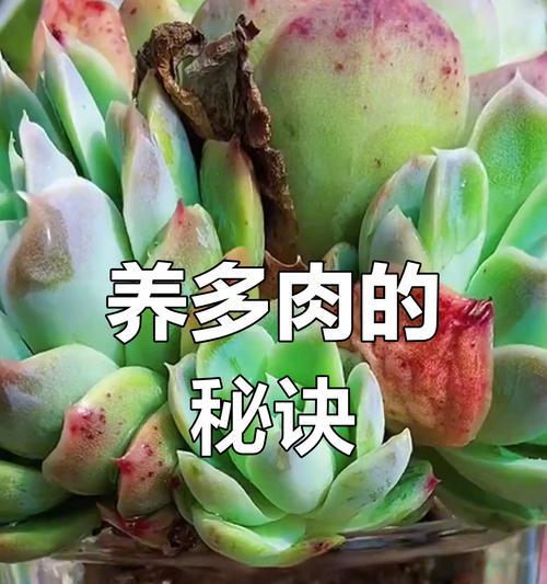 多内植物的养护方法是什么？如何处理其生长问题？