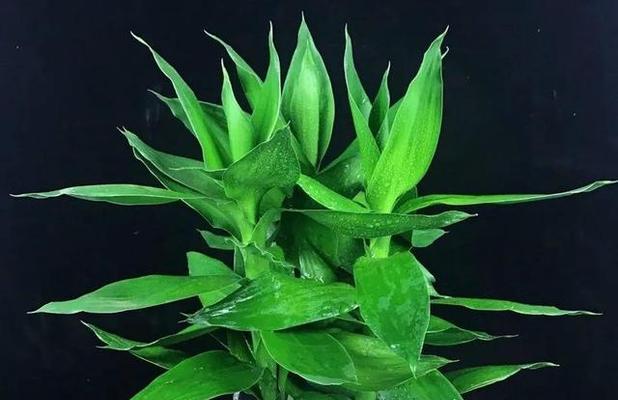 家里增香植物如何养护？哪些植物适合室内种植？