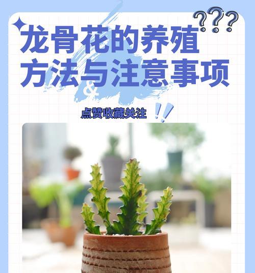 家里增香植物如何养护？哪些植物适合室内种植？