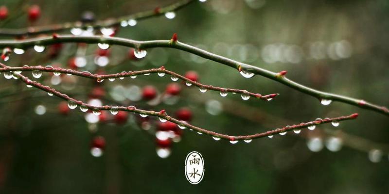 雨水节气适合种植哪些花卉？它们有什么特别之处？