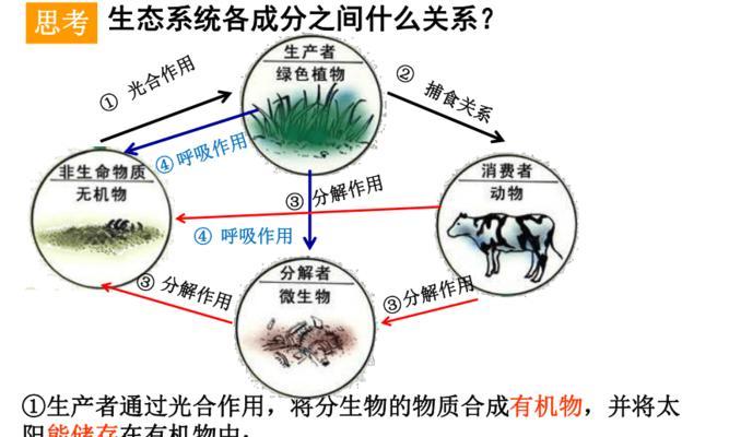 植物盆栽是否构成生态系统？它们的生态作用是什么？