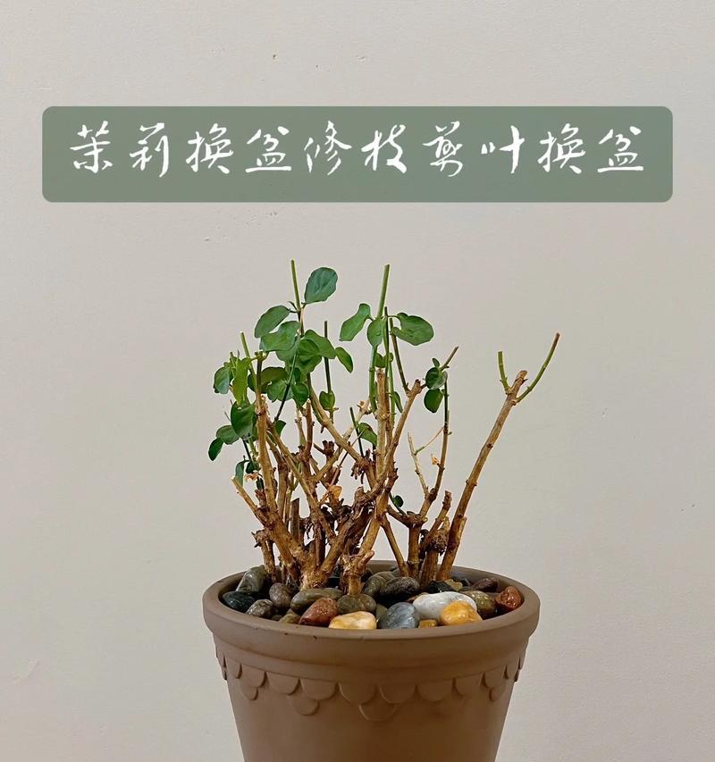 修剪植物需要什么工具？如何正确修剪？