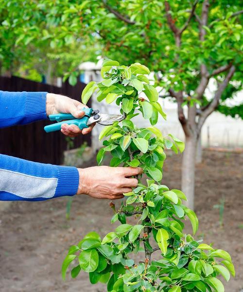 修剪植物需要什么工具？如何正确修剪？