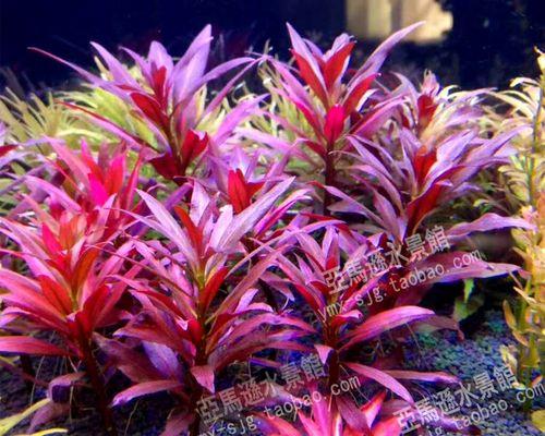 海里面植物哪些最好养活？如何在水族箱中维持它们的生长？