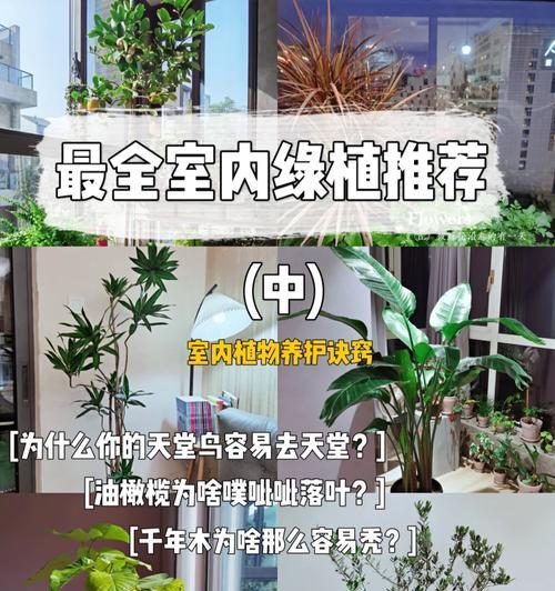 植物保姆软件无法打开怎么办？有哪些可能的原因？