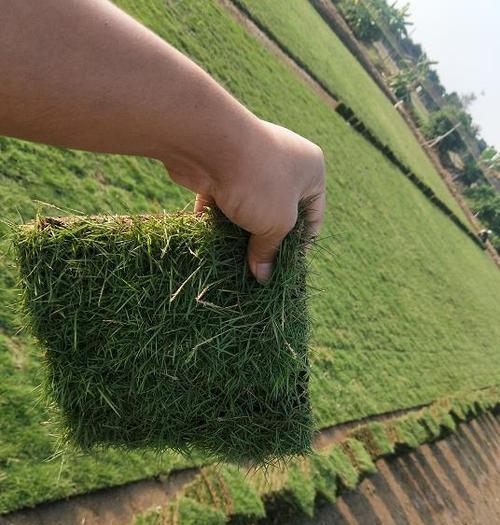 护坡植物有哪些选择？它们各自有什么优势？