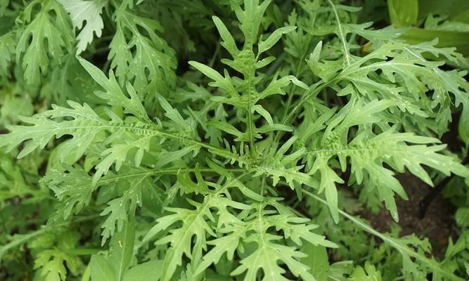 皖北地区常见的黑豆豆植物有哪些？它们的特性是什么？