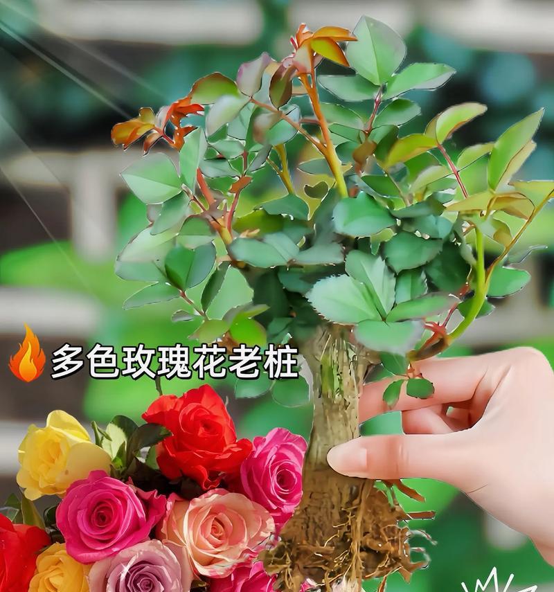 如何种植多个玫瑰花？